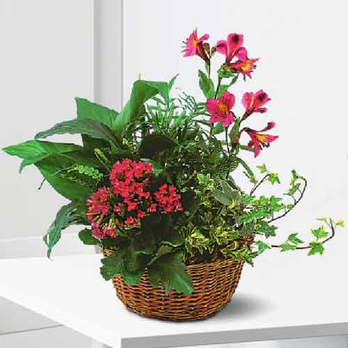 1 blooming and 4 Green plants in Planter Basket