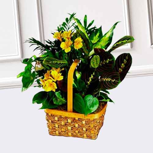 Yellow Blooming and Green Plants Planter Basket