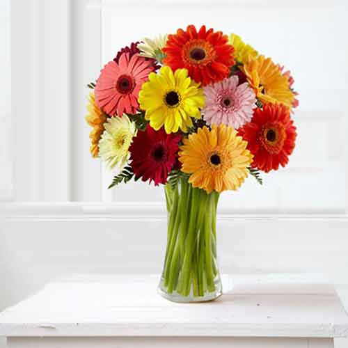 Bouquet of 20 Large Mixed Colour Gerbera Daisies