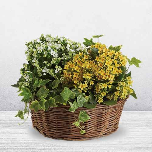 Planter Basket with  Green and Blooming Plants