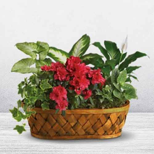 Planter Basket of Blooming Plants