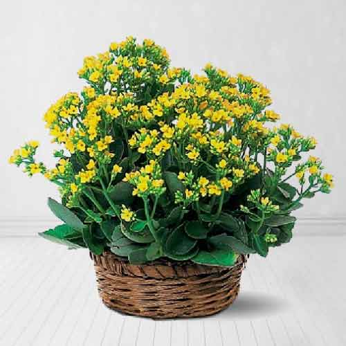 2 Blooming Kalanchoe Plants in Bamboo Basket