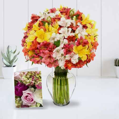 Bouquet of 100 Multi-colour Alstroemerias